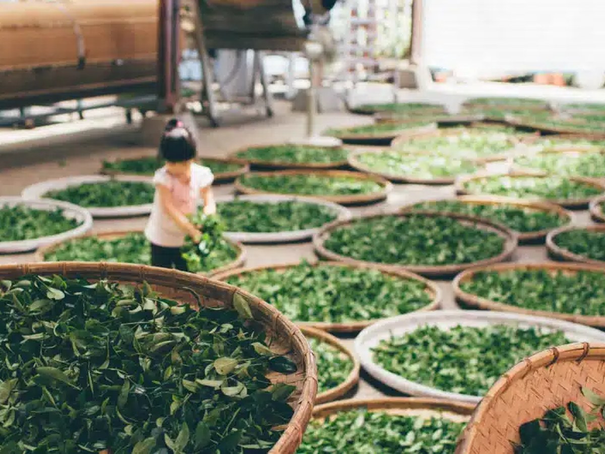 Tea garden